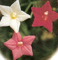 Cypress Vine Flowers