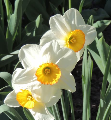 How to Grow Daffodil Flowers. Chilling times for bulbs.