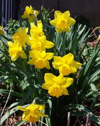 Daffodil Bulbs
