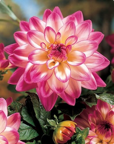 How to Grow Dahlia Flower Perennial