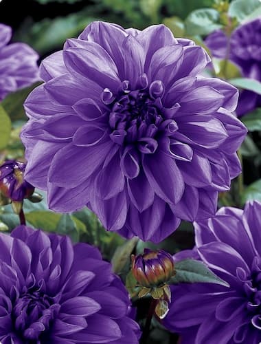 Dahlia Flower Perennial