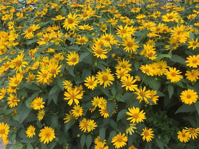 How to Grow Daisies