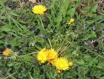 Dandelions Flower 02
