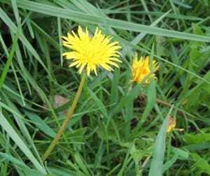 Dandelion Flower