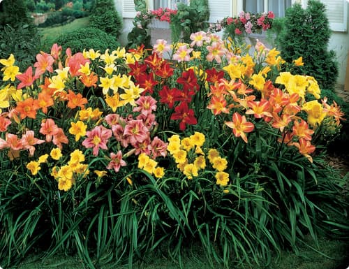 Daylily Flowers, how to grow Daylilies