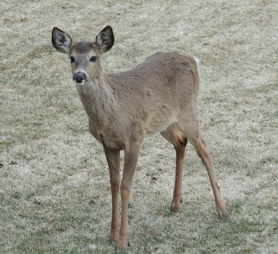 Deer Female