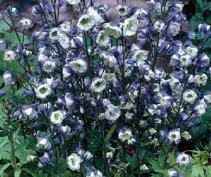 Delphinium Flowers, How to grow Delphinium plants.