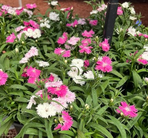 How to Grow Dianthus Flower
