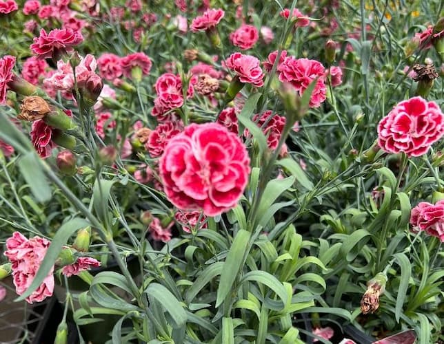 Dianthus Flower, How to Grow Dianthus Plants