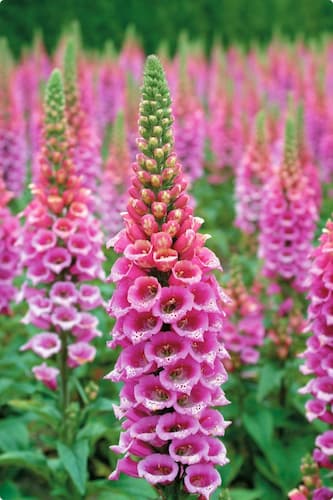 How to Grow Foxglove Flowers. Digitalis plants.