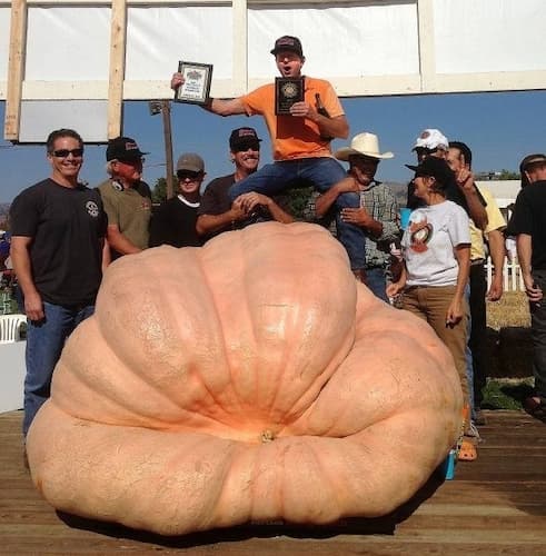 Dills Atlantic Giant Pumpkins