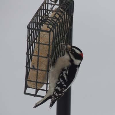 Downy Woodpecker 01