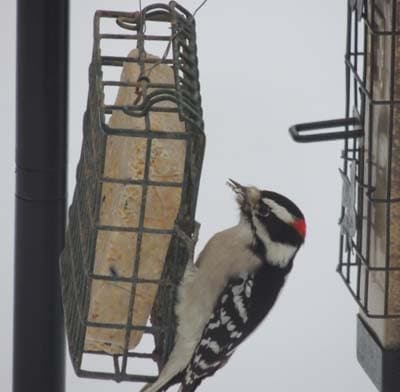 Downy Woodpecker 02