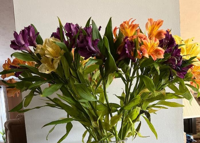 Drying Flowers, How to Dry Flowers