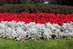 Dusty Miller Ornamental Plant. How to grow Dusty Miller plants.