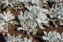Dusty Miller Ornamental Plant