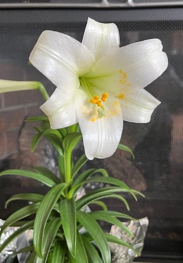 Easter Lily Flower, how to grow Easter Lilies