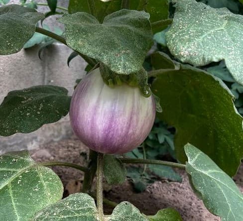 Eggplant Varieties. How to grow eggplants in pots