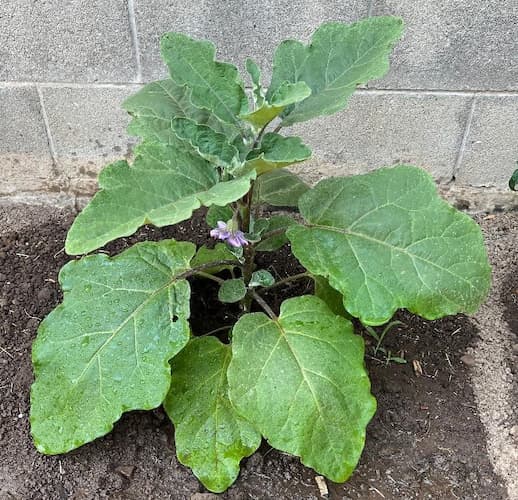 Eggplant Plant