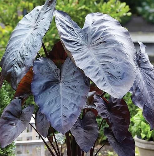 Elephant Ears Plant