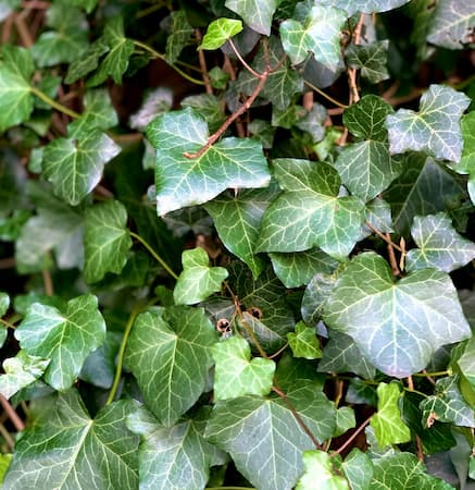 English Ivy. How to Grow English Ivy Plant, Houseplant. Identify Houseplant Problems
