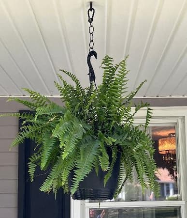 Fern Hanging Basket