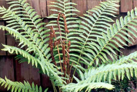 Cinnamon Fern Plant, shade loving ferns