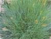 Festuca Ornamental Grass