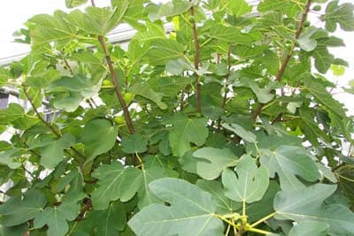 Fig Tree 01