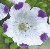 Five Spot Flower Plant