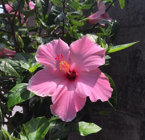 Flower 2021