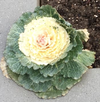 Flowering Kale
