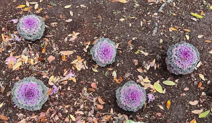 How to Grow Flowering Kale Plants 2022