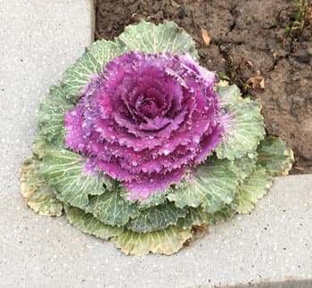 How to Grow Flowering Kale Plants