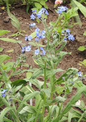 Forget Me Not Flowers. How to grow Forget-Me-Not plant.