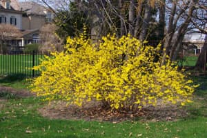 Forsythia Bush