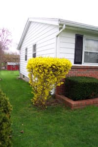 Forsythia Plant