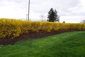 Forsythia Hedge