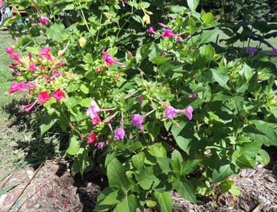 How to Grow Four O'clock Plants, Flowers.