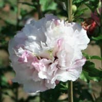 French Hibiscus Flower Shrub