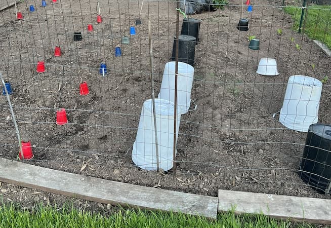 Frost Protection for plants. How to protect plants from frost.