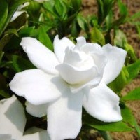Gardenia Flower Shrub