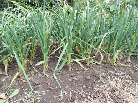 How to Grow Garlic Plants, home gardening tips. Garlic tips. Dill pickles Recipes