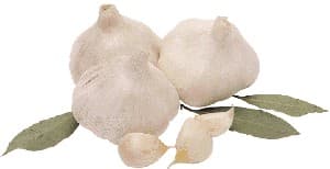 Garlic Bulbs. Grilled Garlic recipe.