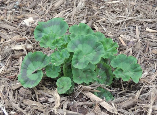 Geranium Plant