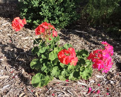 Geranium Flowers