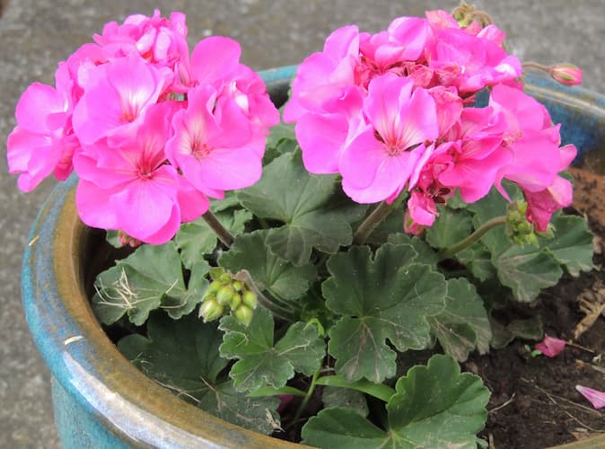How to Grow Geranium Flower Plant. Pelargonium