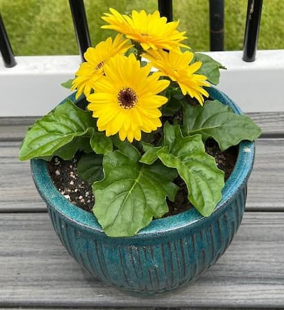 Gerber Daisy