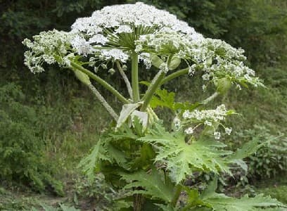 Giant Hogweed Plant. Poisonous Plants. What flowers are poisonous