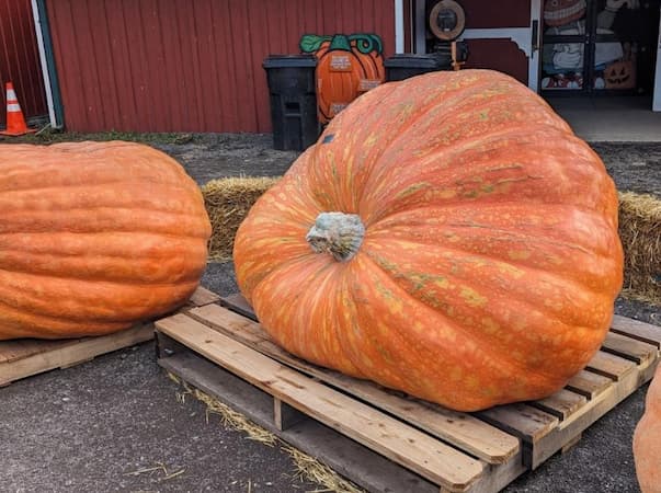 Atlantic Giant pumpkin. How to grow giant vegetables and fruit